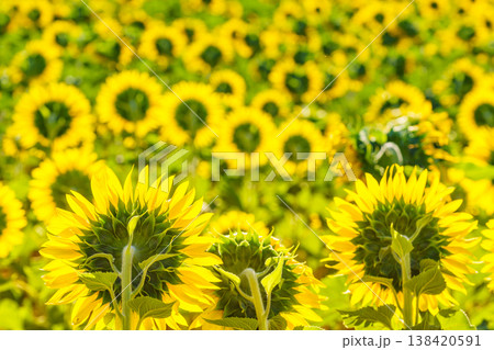 Field of sunflowers blooming under bright sunlight during the summer season in a rural area Field of sunflowers blooming under bright sunlight during the summer season in a rural area 138420591