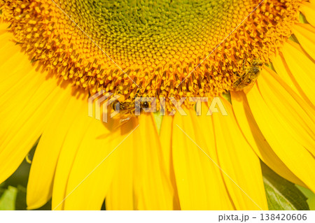 Close up of yellow sunflower with honey bee working collecting pollen. Provence in France. Close up of yellow sunflower with honey bee working collecting pollen. Provence in France. 138420606