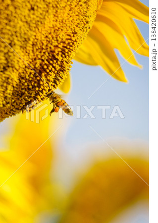 Close up of yellow sunflower with honey bee working collecting pollen. Provence in France. Close up of yellow sunflower with honey bee working collecting pollen. Provence in France. 138420610