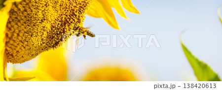 Close up of yellow sunflower with honey bee working collecting pollen. Provence in France. Close up of yellow sunflower with honey bee working collecting pollen. Provence in France. 138420613