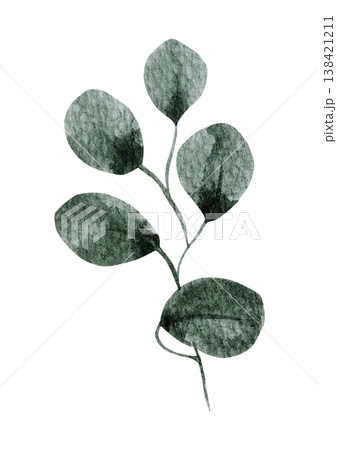 Green leaf watercolor on white background 138421211