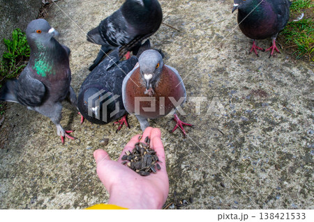 Pigeons in the park. Eat with hands. Tame doves. . High quality photo Pigeons in the park. Eat with hands. Tame doves. . High quality photo 138421533