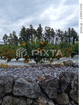 This is a Jeju tangerine farm with basalt stone walls. 138421543
