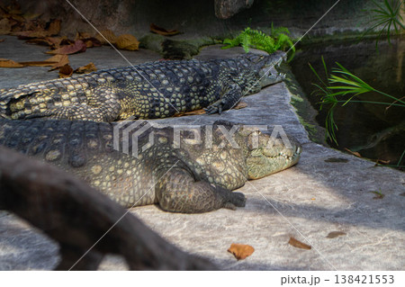 Two alligators are laying on a rock in a pond. High quality photo Two alligators are laying on a rock in a pond. High quality photo 138421553