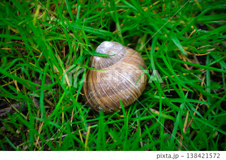 Roman Snail - Helix pomatia, common snail from European gardens and meadows, Czech Republic. High quality photo Roman Snail - Helix pomatia, common snail from European gardens and meadows, Czech Republic. High quality photo 138421572