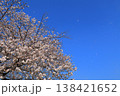 京都　桜　さくら　花　満開　花散らし　風　散る　ソメイヨシノ　染井吉野 138421652