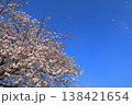 京都　桜　さくら　花　満開　花散らし　風　散る　ソメイヨシノ　染井吉野 138421654