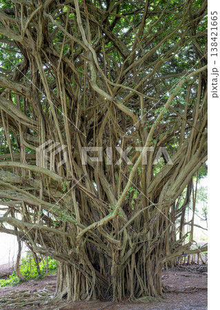 Banyan tree densely in a lush forest during the day in Hawaii. Banyan tree densely in a lush forest during the day in Hawaii. 138421665