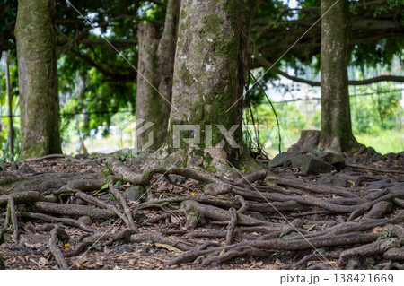 Selective focus on Banyan tree roots cover the ground near a river in a lush forest during the day in Hawaii.  138421669