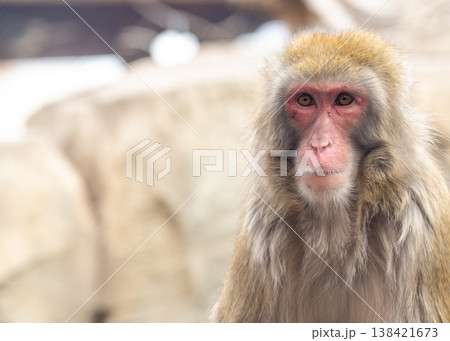 Japanese macaques snow monkey looking forward at the viewer Japanese macaques snow monkey looking forward at the viewer 138421673