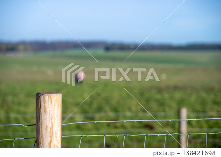 Fencing in a grassy area with livestock grazing in the background on a clear day in the countryside Fencing in a grassy area with livestock grazing in the background on a clear day in the countryside 138421698