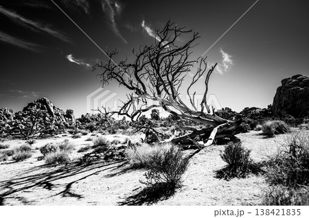 Dry desert landscape features a striking gnarled tree under a clear blue sky in a remote area during midday Dry desert landscape features a striking gnarled tree under a clear blue sky in a remote area during midday 138421835
