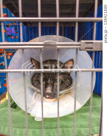 Black and white cat with a cone collar rests in an animal shelter cage during the day 138421880