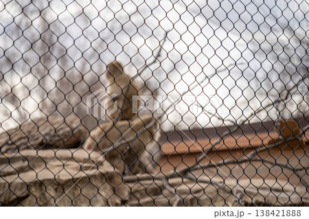 Monkey sitting on a rock structure behind a fence at a zoo during daytime under cloudy skies Monkey sitting on a rock structure behind a fence at a zoo during daytime under cloudy skies 138421888