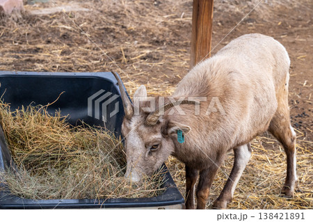 Mountain goat eats hay from a black trough in a farm setting during daylight hours Mountain goat eats hay from a black trough in a farm setting during daylight hours 138421891