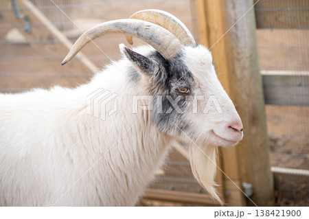 A goat stands by a wooden fence in a farm area during daylight hours, showcasing its unique features and expression A goat stands by a wooden fence in a farm area during daylight hours, showcasing its unique features and expression 138421900