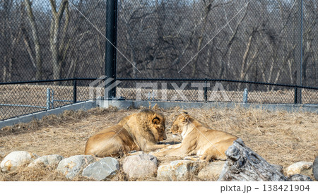 Lions sit together in an enclosed area at the zoo during a sunny day in spring Lions sit together in an enclosed area at the zoo during a sunny day in spring 138421904