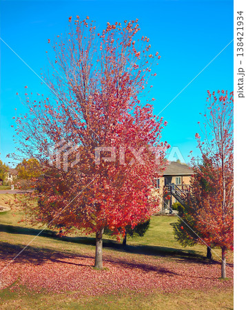 Bright red tree stands in a field under clear blue sky, near a house surrounded by fallen leaves in autumn afternoon 138421934