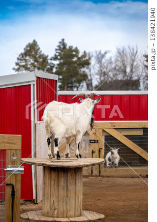 Goat stands on a wooden platform while another goat plays nearby at a farm in the afternoon Goat stands on a wooden platform while another goat plays nearby at a farm in the afternoon 138421940