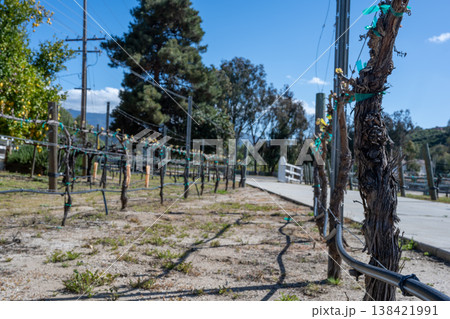 Vineyard rows with bare vines and irrigation lines under clear skies in a rural area during midday Vineyard rows with bare vines and irrigation lines under clear skies in a rural area during midday 138421991