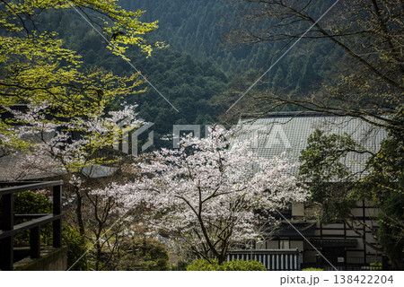 山あいに咲く山桜 山あいに咲く山桜 138422204