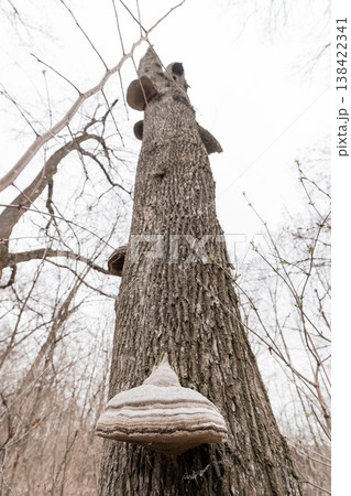 Tall Tree Trunk With Large Fungi Growing On Bark In Bare Winter Forest Landscape Featuring Gray And Brown Textured Natural Elements Tall Tree Trunk With Large Fungi Growing On Bark In Bare Winter Forest Landscape Featuring Gray And Brown Textured Natural Elements 138422341