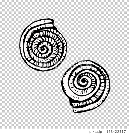 Vector illustration of seashells in black line art. Detailed engraving style with fine contours. Ideal for marine themes, logos, packaging, prints, or coastal design projects Vector illustration of seashells in black line art. Detailed engraving style with fine contours. Ideal for marine themes, logos, packaging, prints, or coastal design projects 138422517