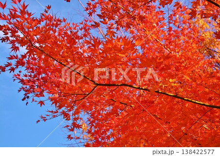 モミジ紅葉 モミジ紅葉 138422577