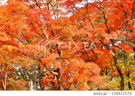モミジ紅葉 138422578