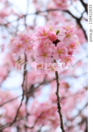 カワヅザクラ 河津桜 クローズアップ ピンク色の花 カワヅザクラ 河津桜 クローズアップ ピンク色の花 138422633