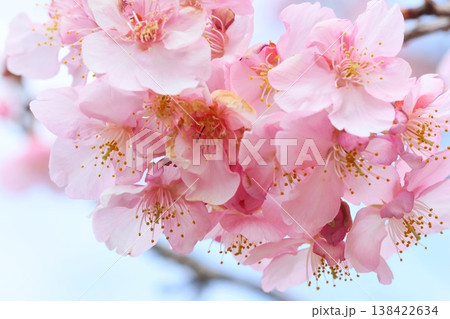 カワヅザクラ 河津桜 クローズアップ ピンク色の花 カワヅザクラ 河津桜 クローズアップ ピンク色の花 138422634