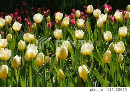 チューリップ, 花, 花畑, 赤い花, 白い花, 春, 4月, 満開, 逆光, 透過光, 輝き, 自 チューリップ, 花, 花畑, 赤い花, 白い花, 春, 4月, 満開, 逆光, 透過光, 輝き, 自 138422680
