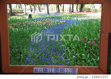 額縁越しに見る春の花畑 チューリップとムスカリの風景(猿江恩賜公園) 額縁越しに見る春の花畑 チューリップとムスカリの風景(猿江恩賜公園) 138423157