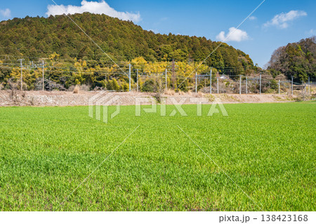 滋賀県近江八幡市安土の田園風景 麦畑 滋賀県近江八幡市安土の田園風景 麦畑 138423168