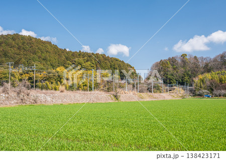 滋賀県近江八幡市安土の田園風景　麦畑 138423171