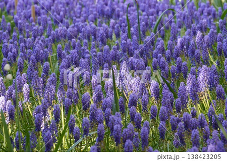 ムスカリが一面に咲く春の花畑 紫のフラワー背景(猿江恩賜公園) ムスカリが一面に咲く春の花畑 紫のフラワー背景(猿江恩賜公園) 138423205