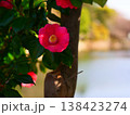 池のほとりに咲く深紅の椿 138423274