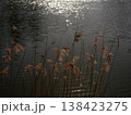 夕陽反射する早春の池とススキ 138423275