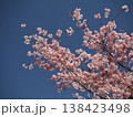 青空と桜咲く二本の枝 138423498