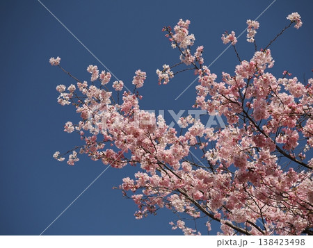 青空と桜咲く二本の枝 青空と桜咲く二本の枝 138423498
