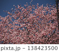 青空に映える満開の桜 138423500