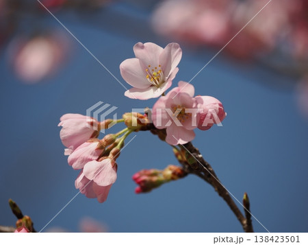 青空と一輪の桜 青空と一輪の桜 138423501
