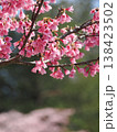 緑の樹と桜を背景に咲く桜 138423502