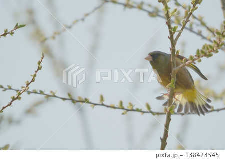 新芽が芽吹いた枝にとまるカワラヒワ 新芽が芽吹いた枝にとまるカワラヒワ 138423545