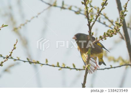 新芽が芽吹いた枝にとまるカワラヒワ 138423549