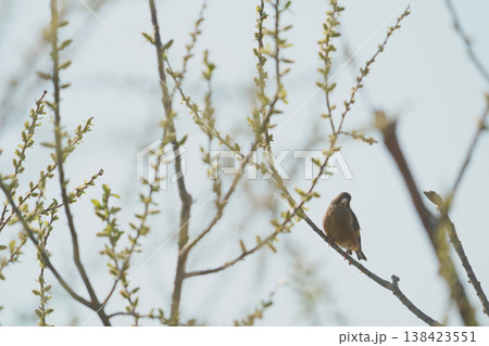 新芽が芽吹いた枝にとまるカワラヒワ 新芽が芽吹いた枝にとまるカワラヒワ 138423551
