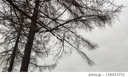 Bare spruce tree branches on a gloomy sky background. Bare spruce tree branches on a gloomy sky background. 138423752
