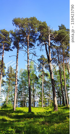 Evergreen spruce trees illuminated by warm sunlight in a spring forest. Ideal for landscape photography, travel content, and environmental visuals. Evergreen spruce trees illuminated by warm sunlight in a spring forest. Ideal for landscape photography, travel content, and environmental visuals. 138423790