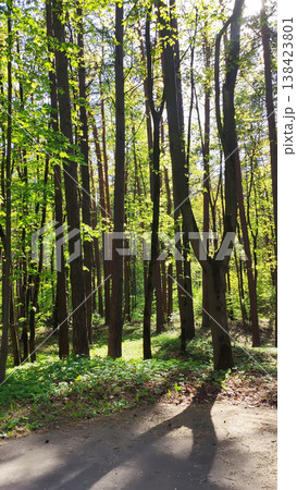 Peaceful spruce forest bathed in sunlight with soft shadows on the ground. Works well for calming visuals, eco themes, and outdoor storytelling. 138423801