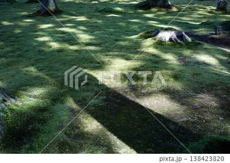 苔の生えた庭園 苔の生えた庭園 138423820
